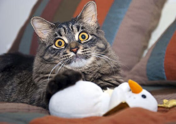 摩洛哥力克奥地利，卡拉斯科成为关键先生，一场战术与意志的胜利